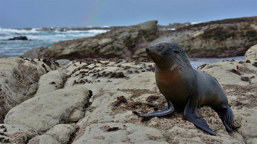 Seal pup at Point Kean.