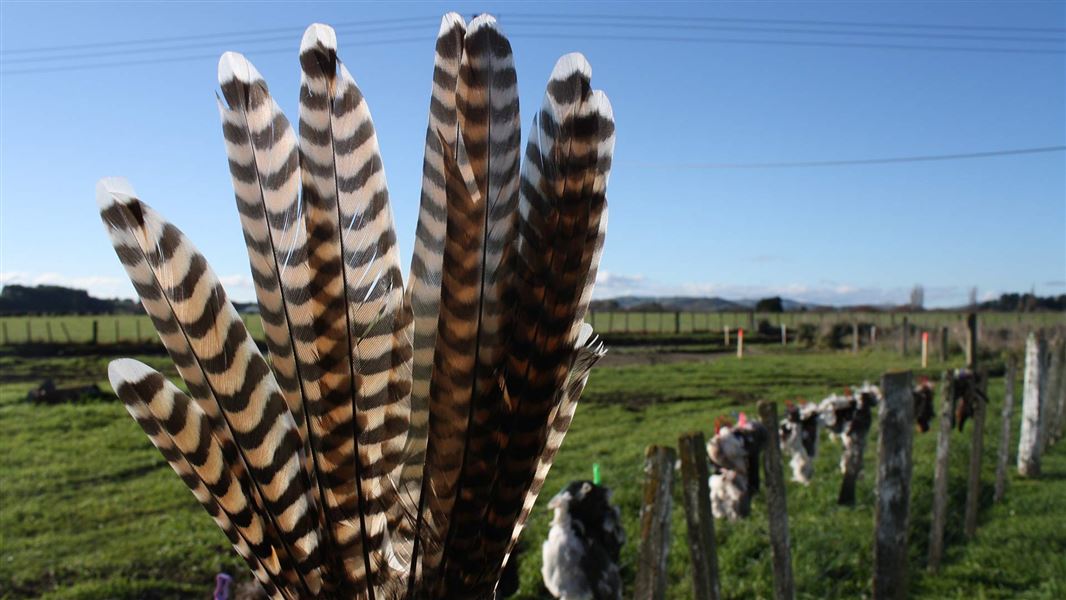 Koekoeā/long-tailed cuckoo feathers. 