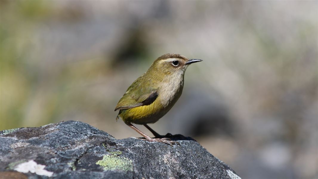 Rock wren on an alpine ledge.