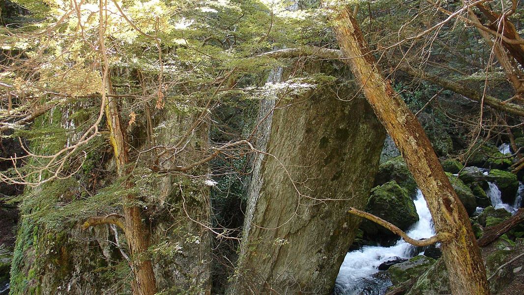 Lower Wye Creek Track. 