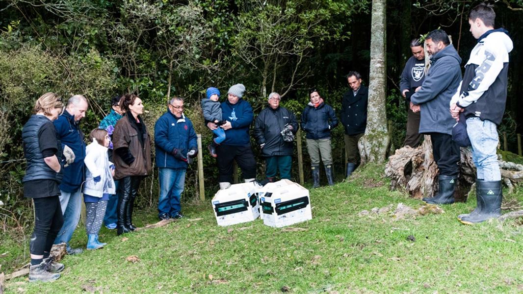 Blessing the toutouwai (North Island robin) before release into 100 Acre Bush. 