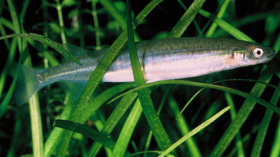 Inanga amongst eelgrass. 