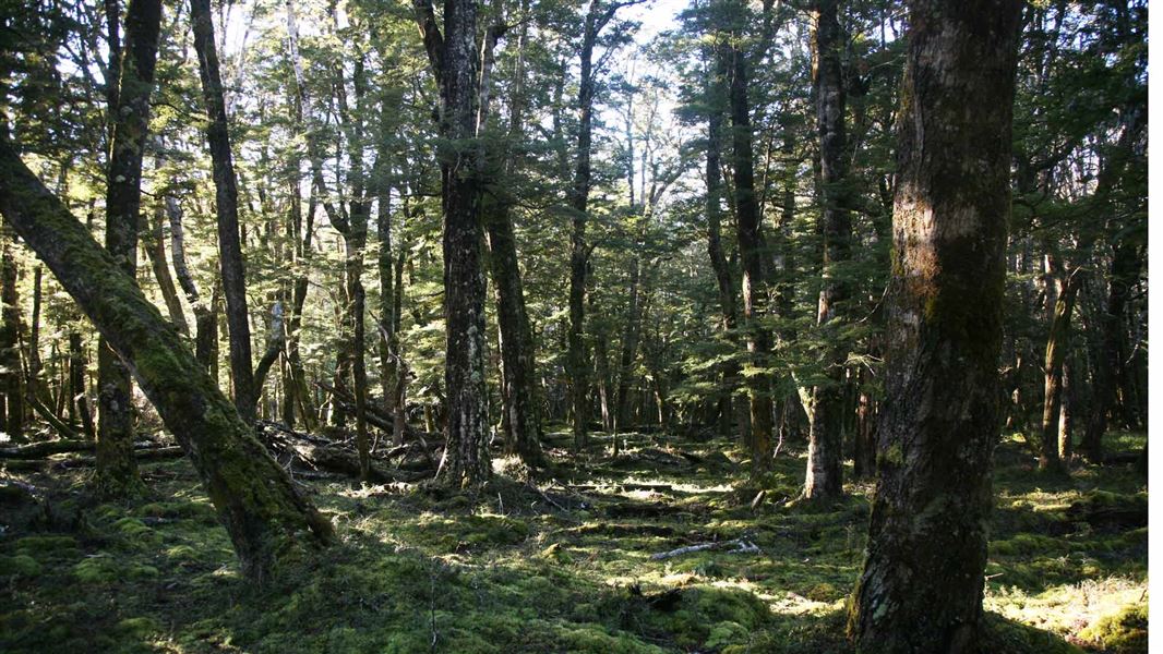 Snowdon Forest.