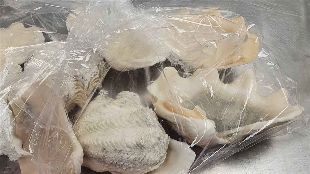 A bunch of clams inside a plastic see through bag.