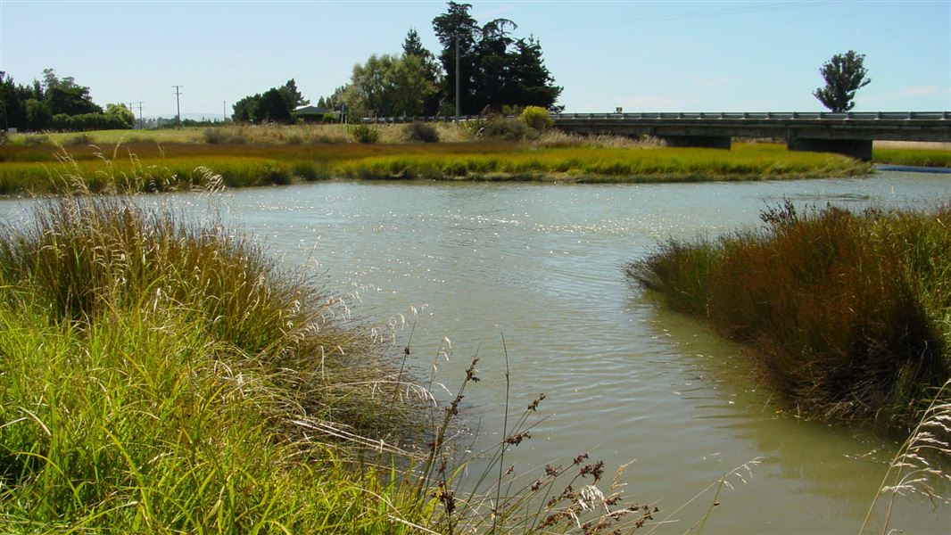 Benzies Creek, North Canterbury is an important spawning site.