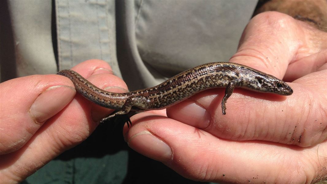 Chesterfield skink.