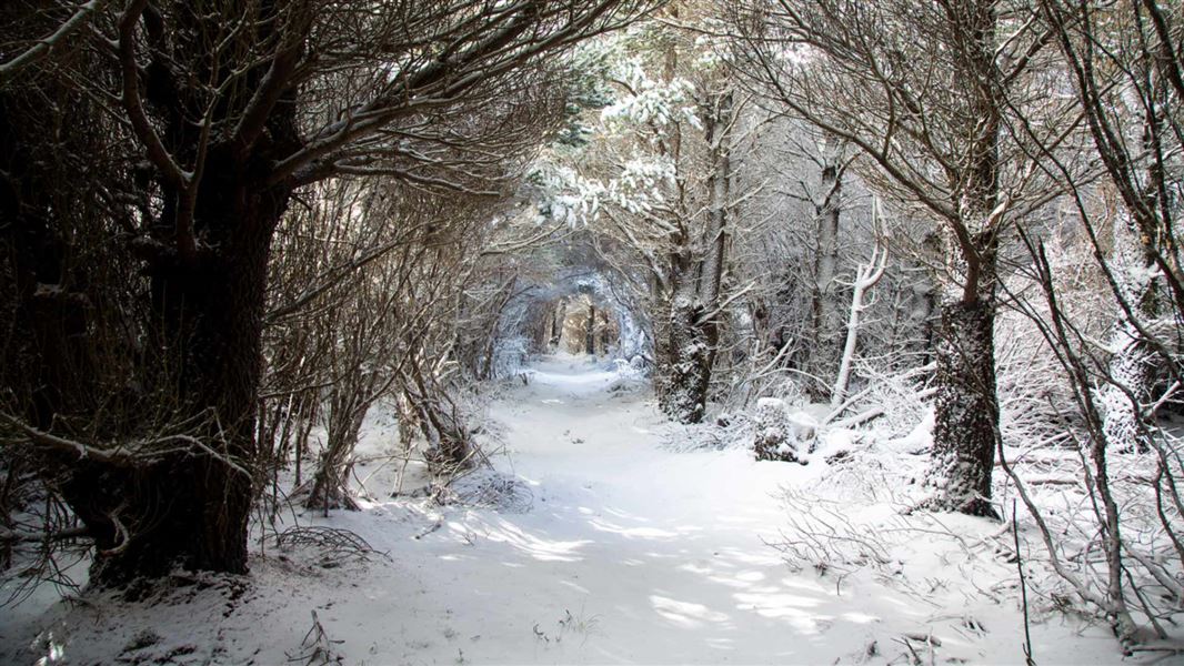 Comet Road end to Shutes Hut in snow. 