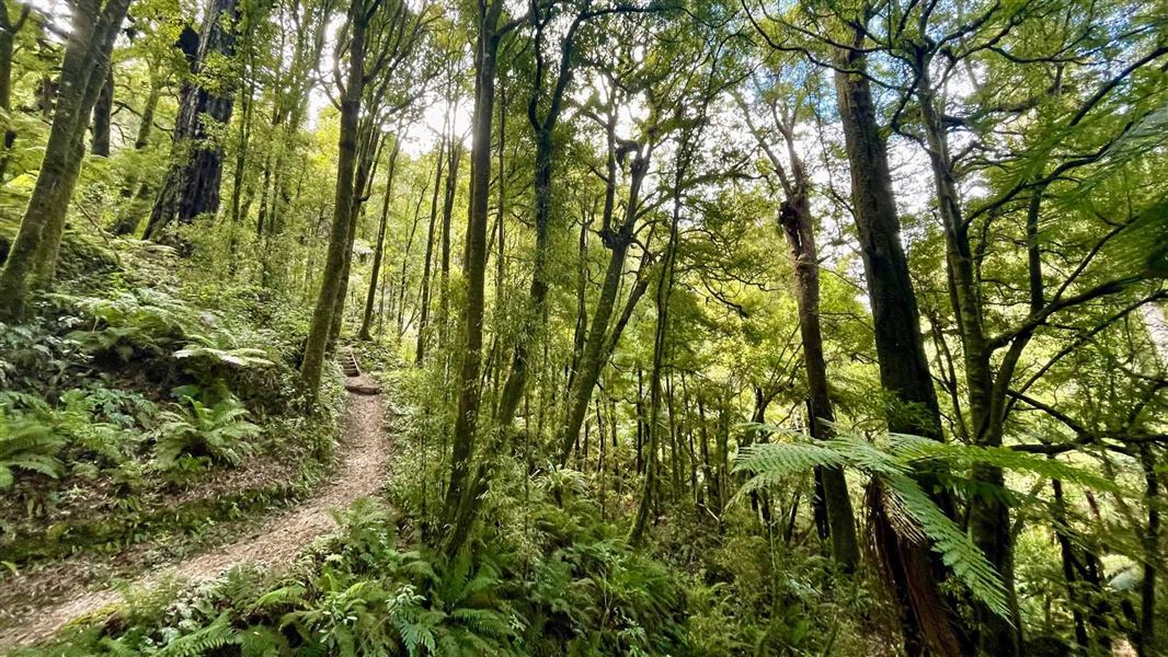 Bush track leading through tall trees with ferns underneath.