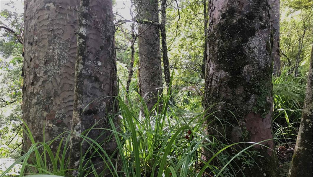 Kauri on track. 