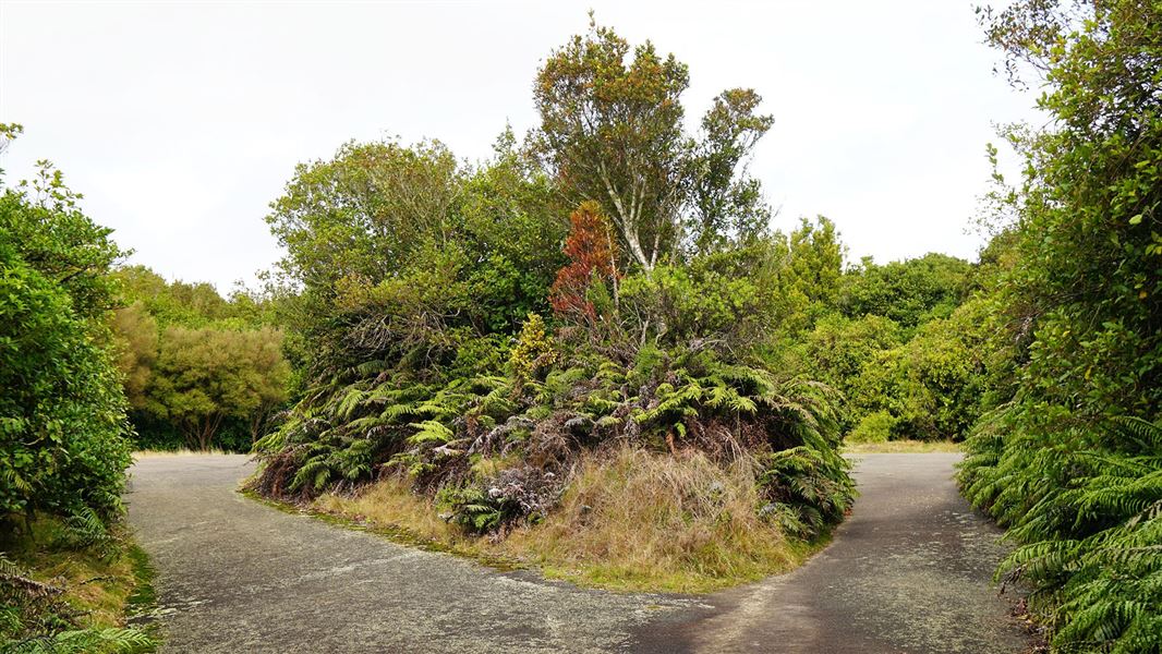 Concrete pathway through trees.