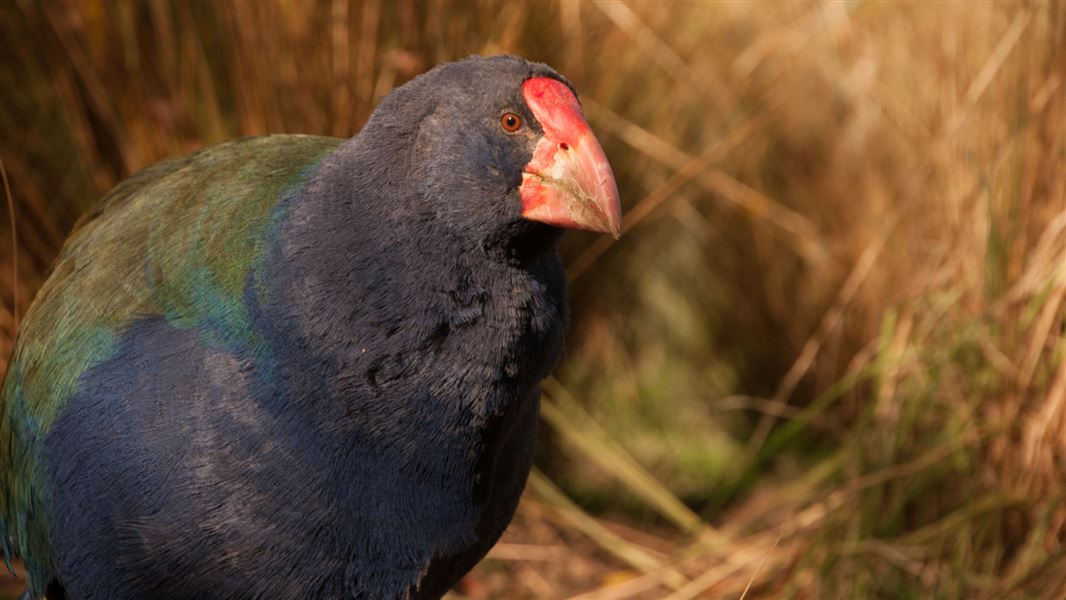 Takahē. 