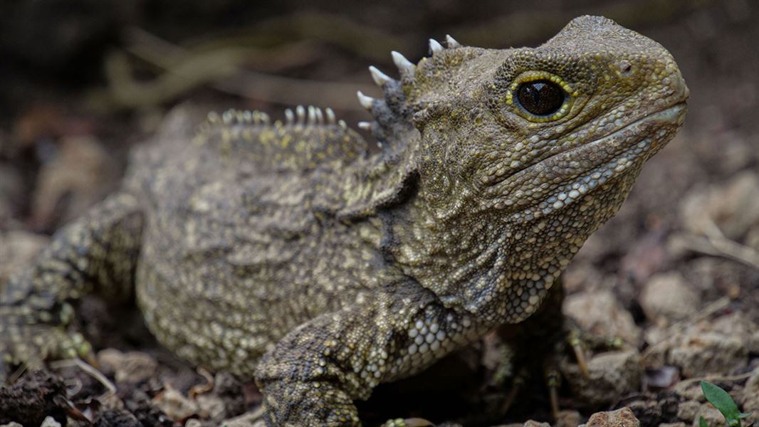 Tuatara Journey Up South Island To Marlborough Sounds' Homeland 