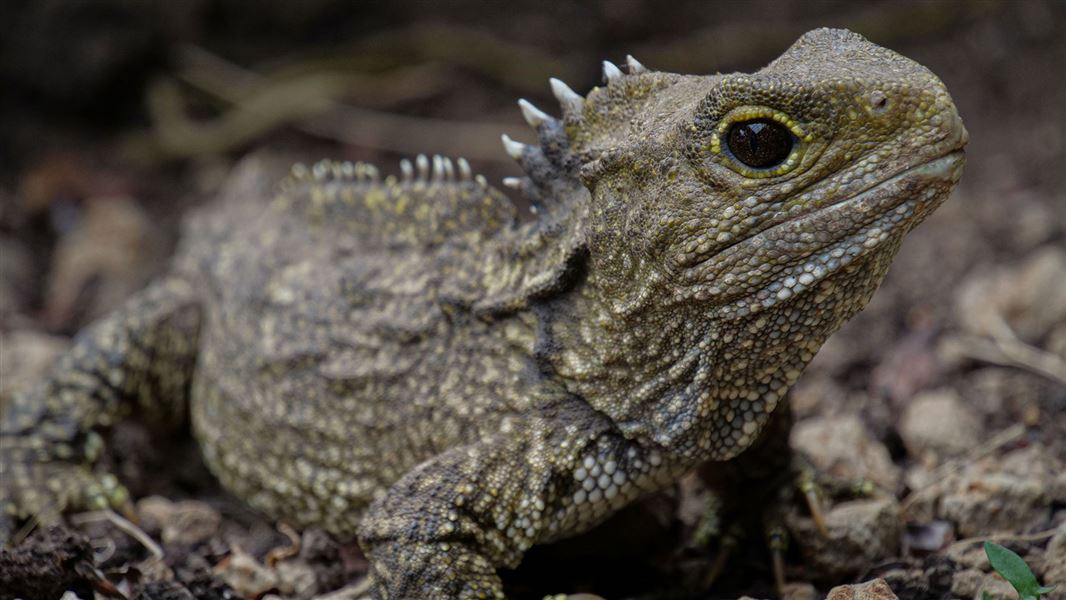 Tuatara. 