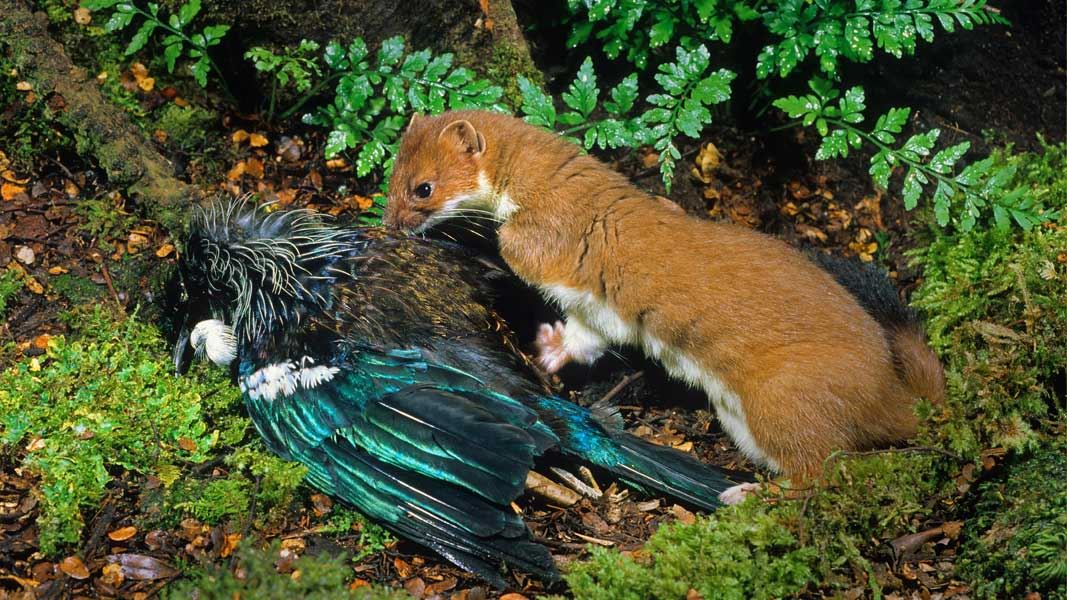 Stoat with tūī. 