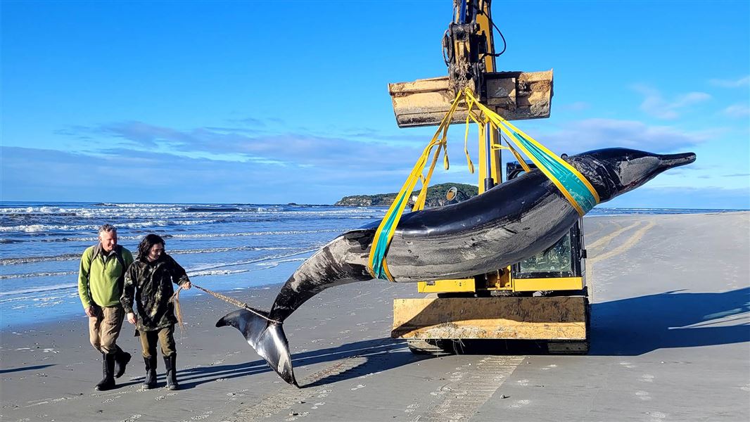 World's Rarest Whale Washes Ashore In Otago | Mirage News