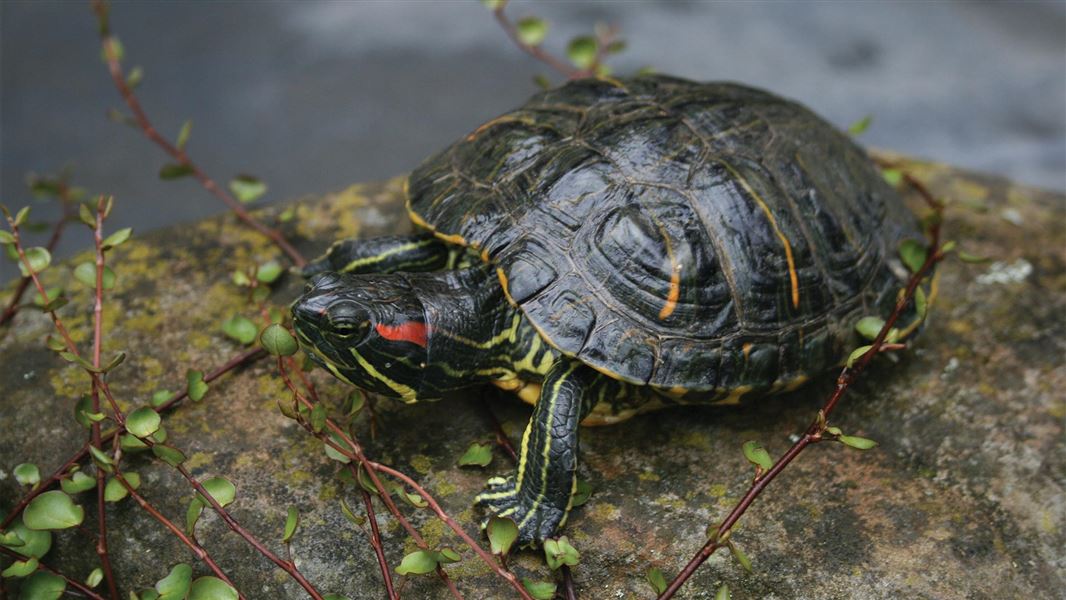 Red-eared slider turtle