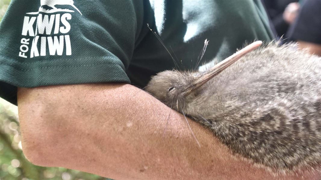 Little spotted kiwi. 