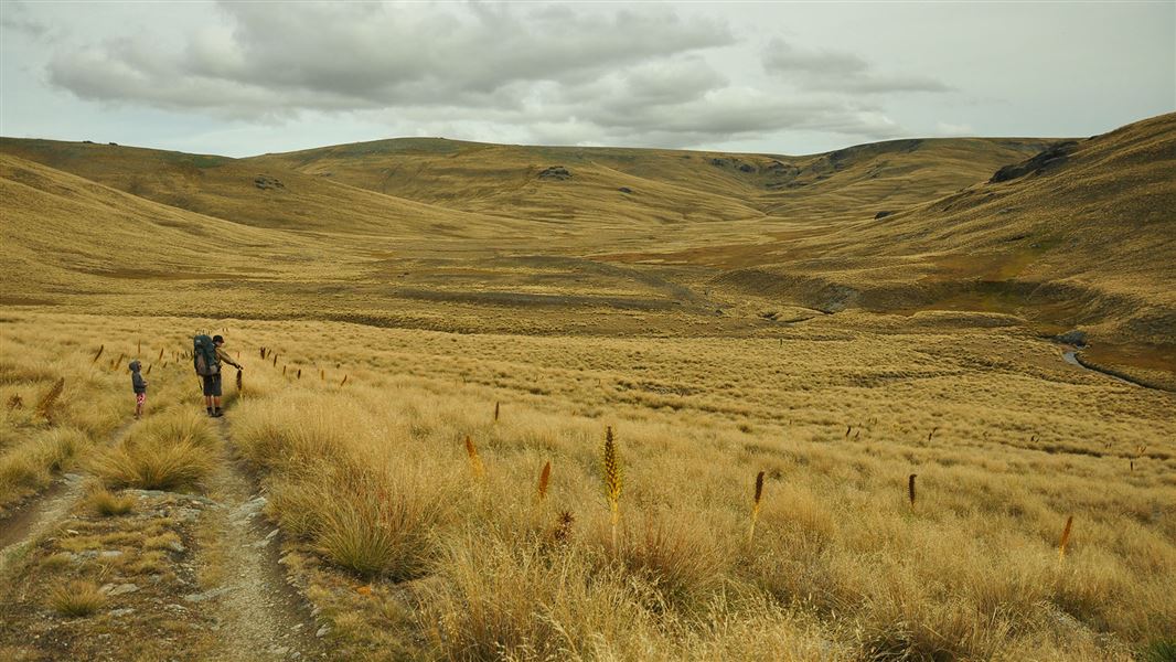 Two people walking down a gravel track with beautiful tussock extending until the far away hills.