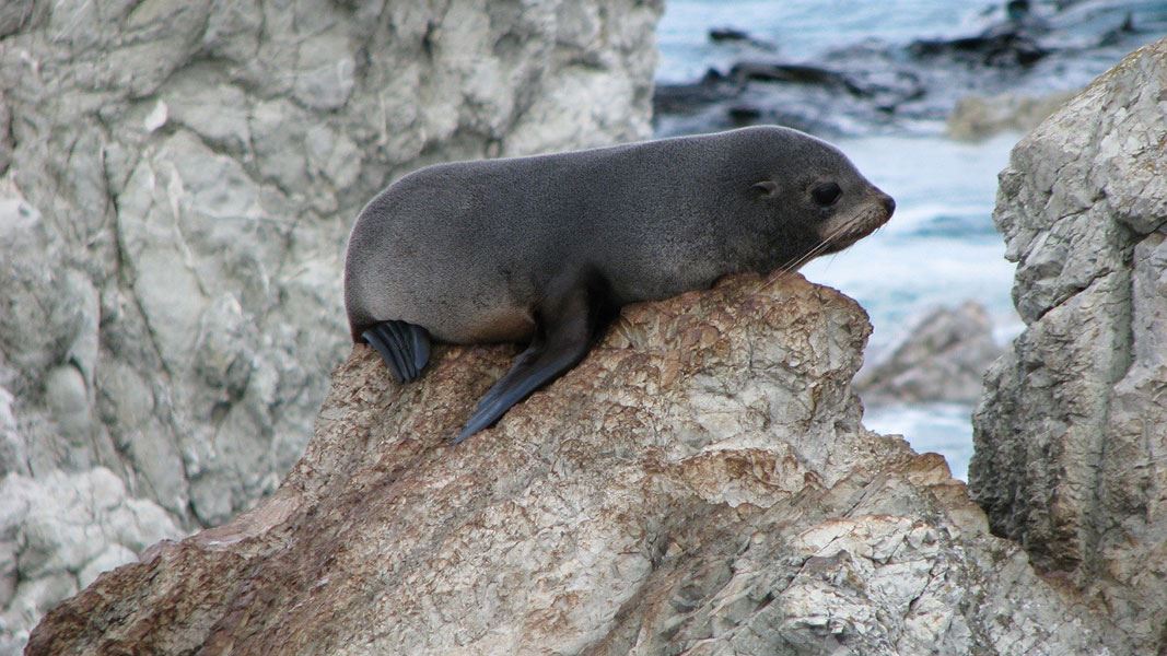 New Zealand fur seal. 