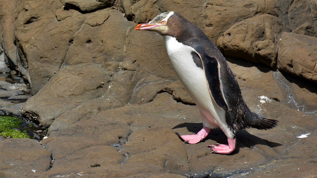 Yellow-eyed penguin.