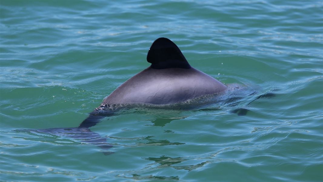 Māui dolphin. 