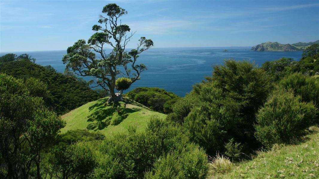 Coromandel Walkway. 