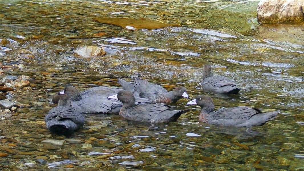 A group of whio swimming on a running river.