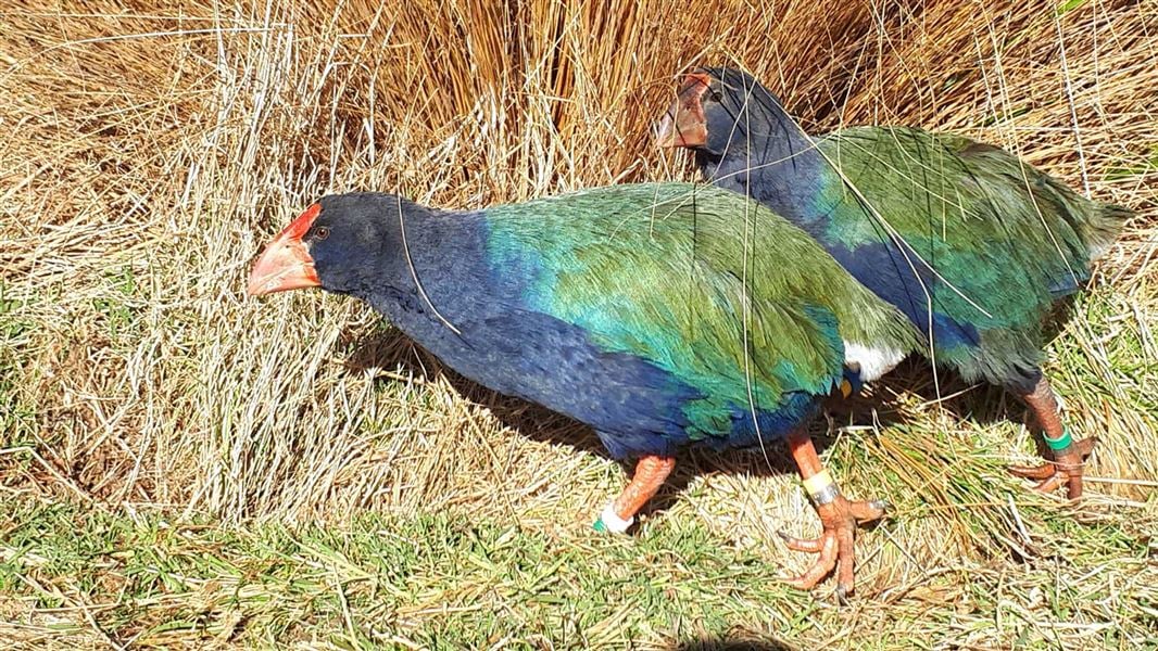 Takahē. 