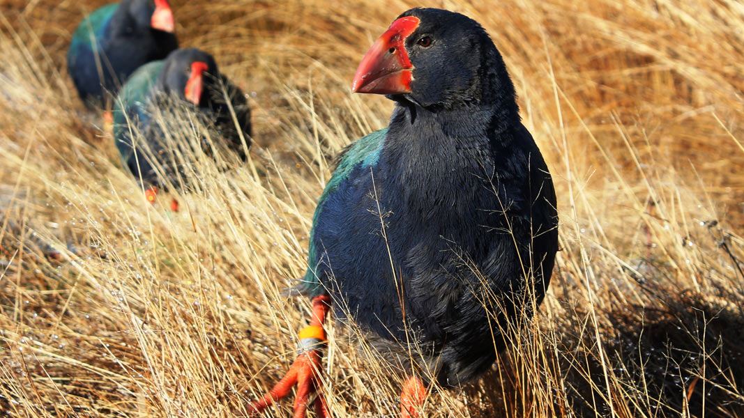 Takahē at Burwood. 