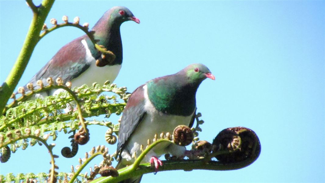 Kererū.