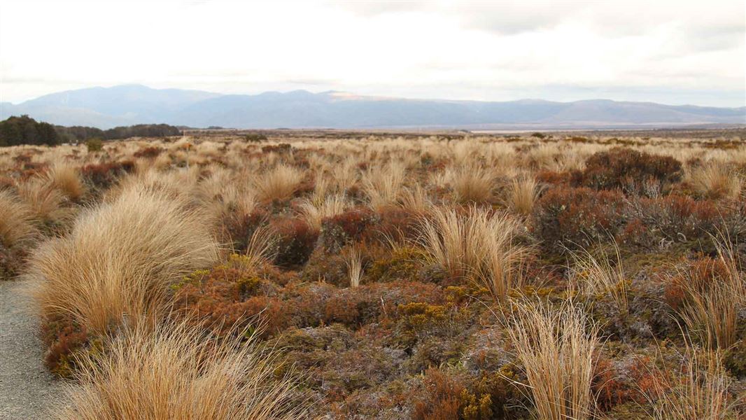 Track from Historic Waihouhou Hut. 