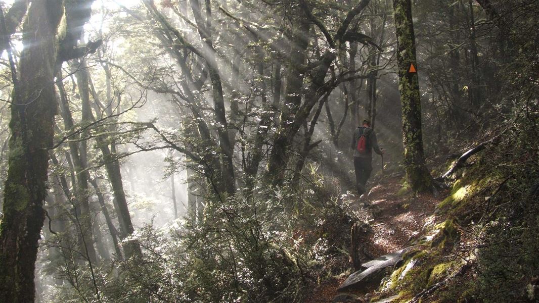 Tramper walking through Beech forest on the Mount Shrimpton Track. 