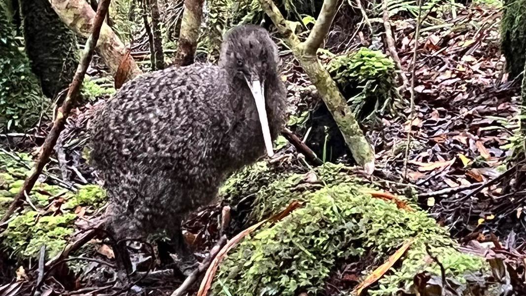 Kiwi spotted by walkers on the Heaphy Track