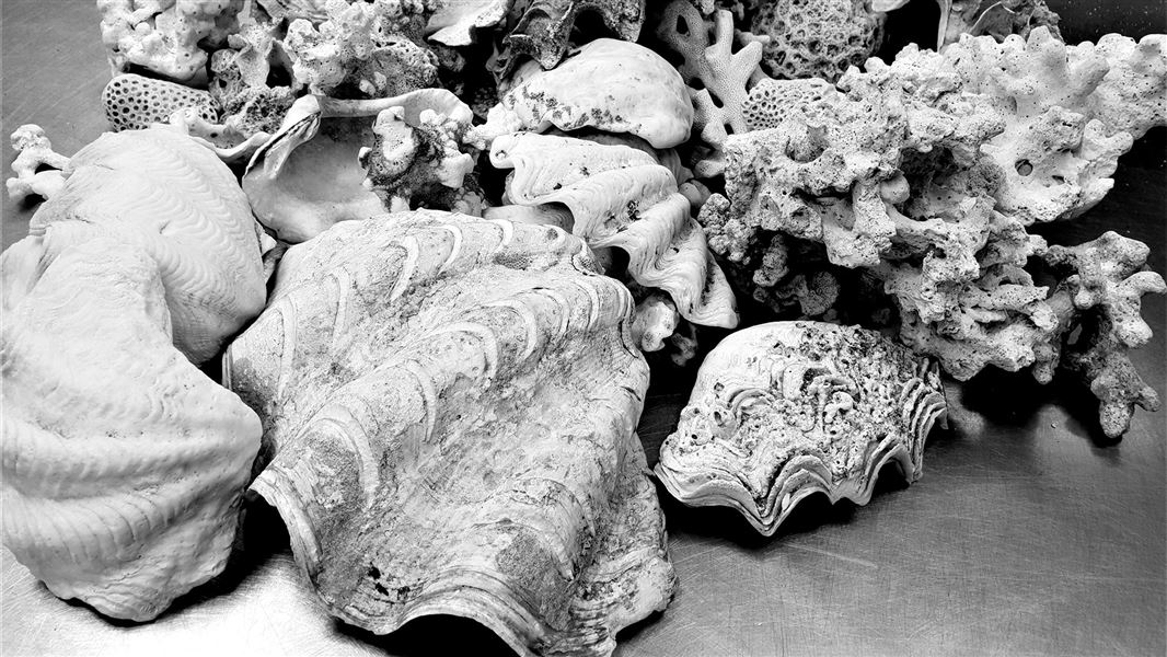 Clack and white photo of corals and clams.