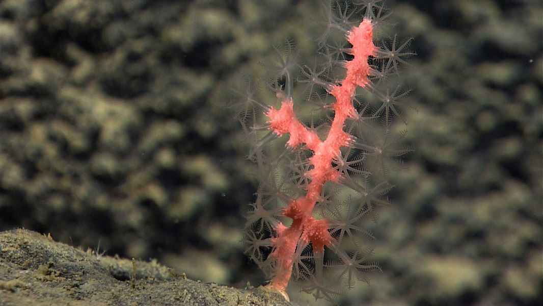 Bubblegum coral. 