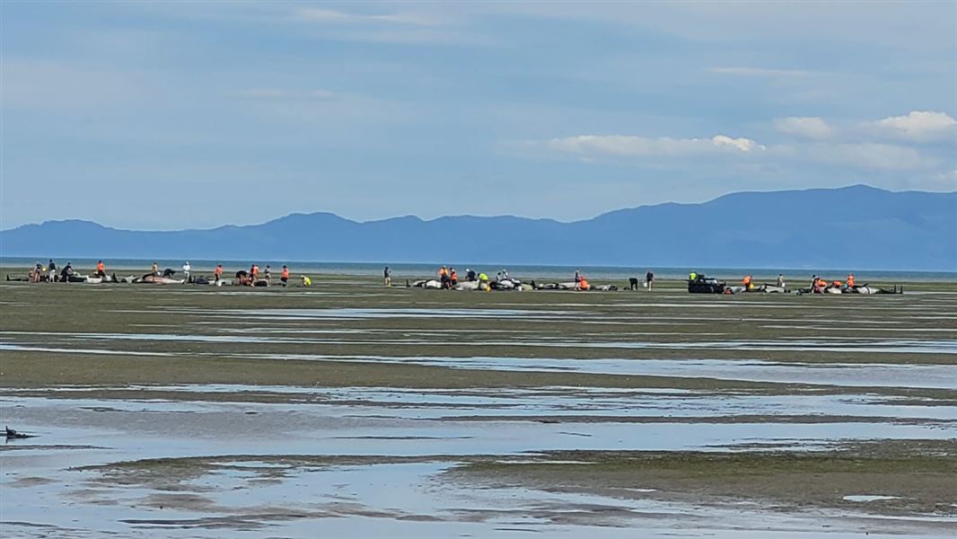 Pilot Whale Stranding at Farewell Spit Prompts Rescue Efforts