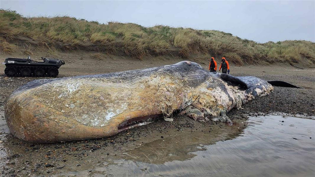 and DOC staff assess the remains of a deceased sperm whale which washed ashore on a remote part of Oreti Beach, Southland