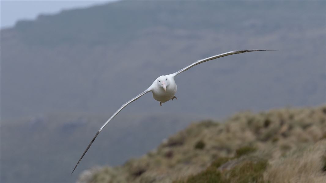 Southern royal albatross on Campbell Island.