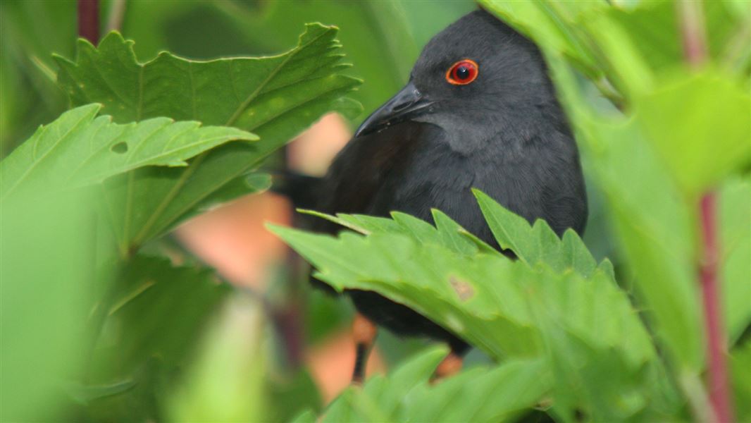 Spotless crake in bushes. 