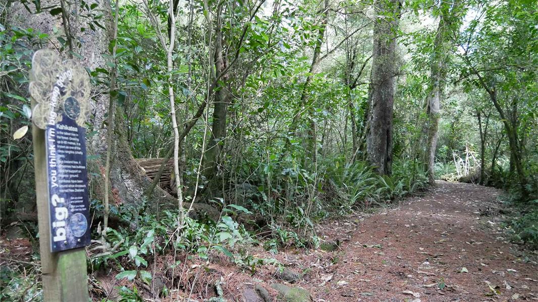 Information board about kahikatea trees in Peel Forest Park Scenic Reserve.