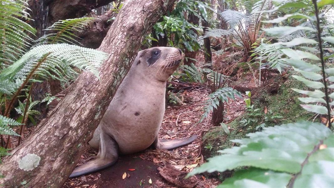 Juvenile sea lion at Port Pegasus. 