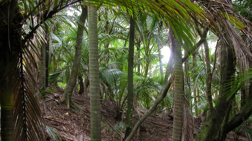 Native coastal forest. 