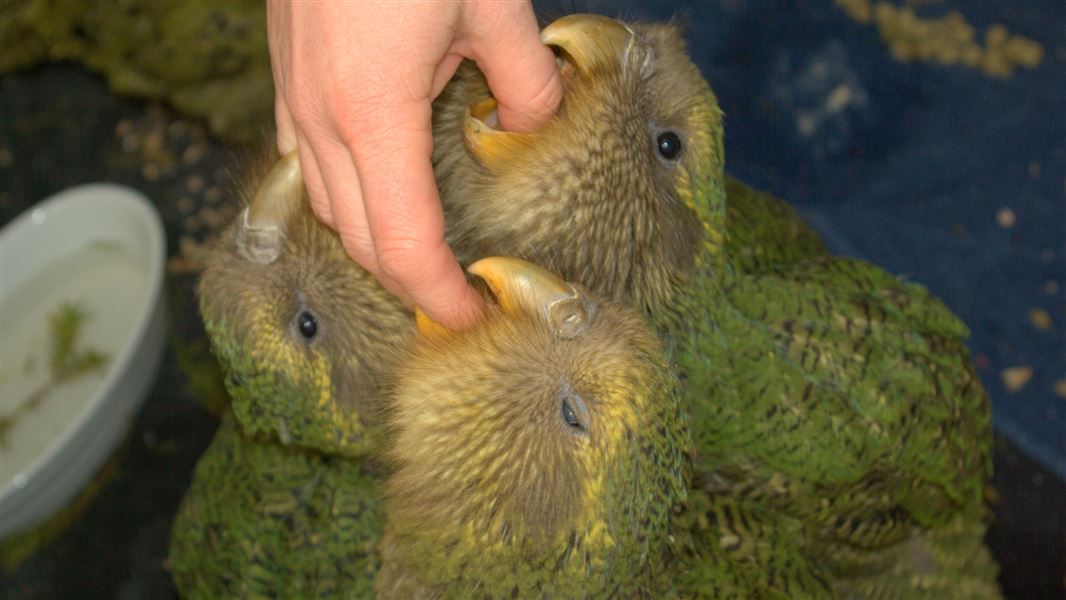 Hand-reared kākāpō chicks beg for food. 