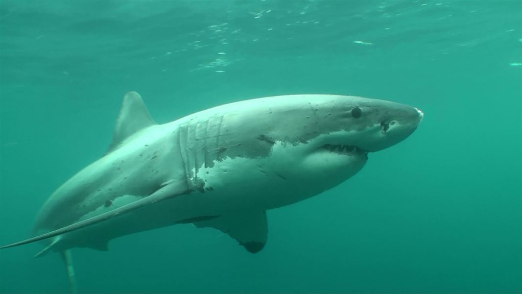 Great white shark underwater.