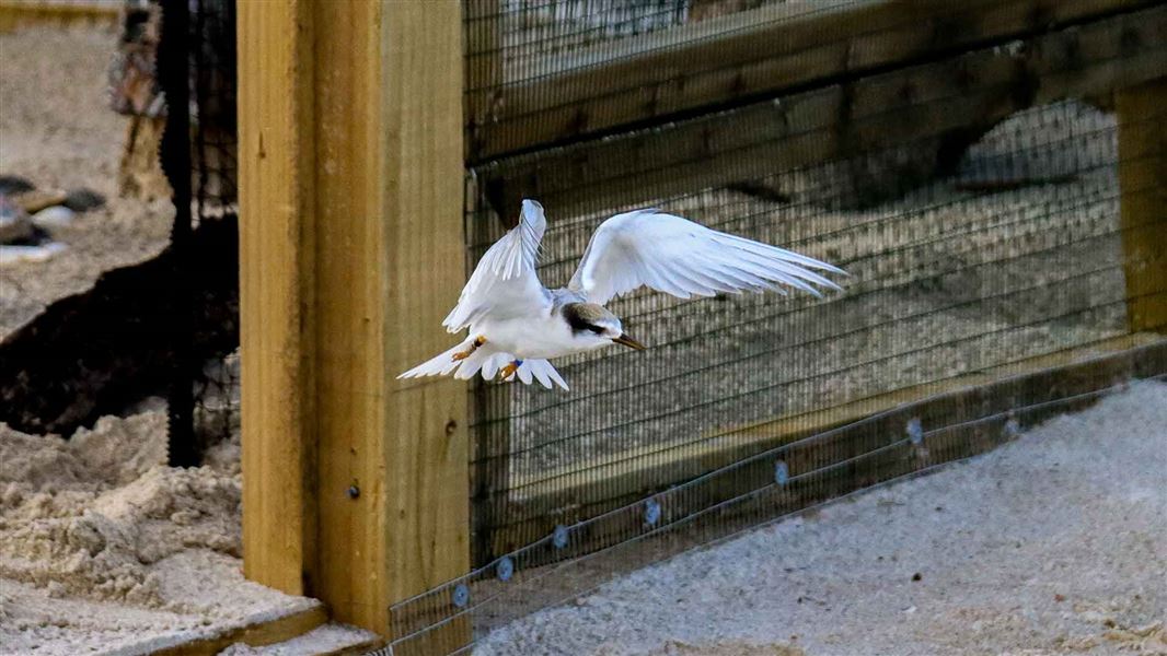 Chick leaving the aviary. 