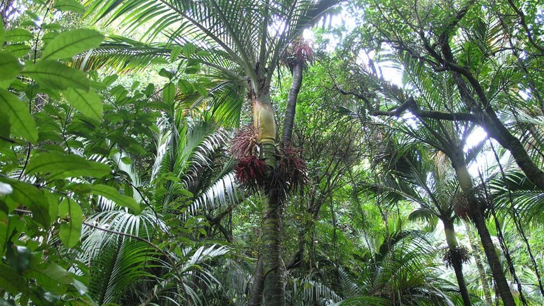 Native coastal forest on the Nikau Loop Track, Mōrere Area