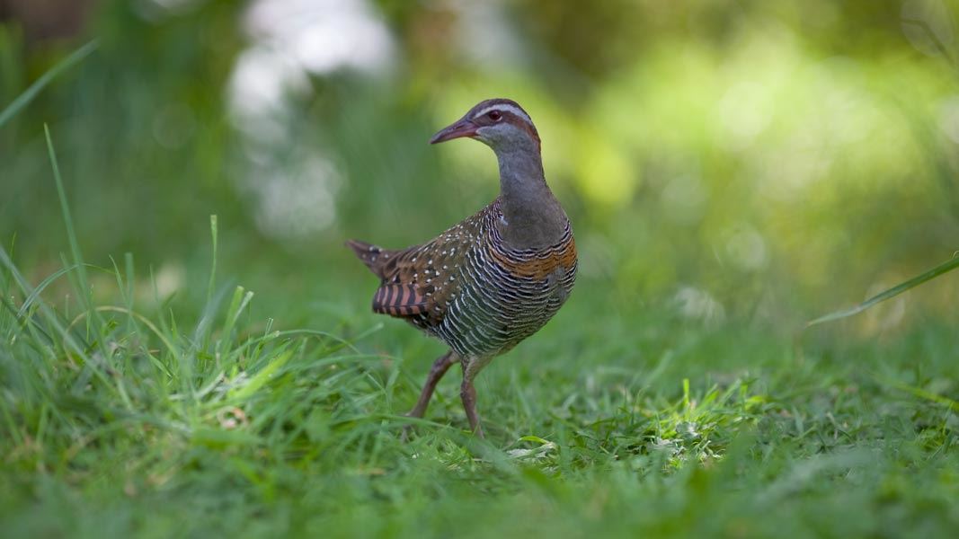 Banded rail.