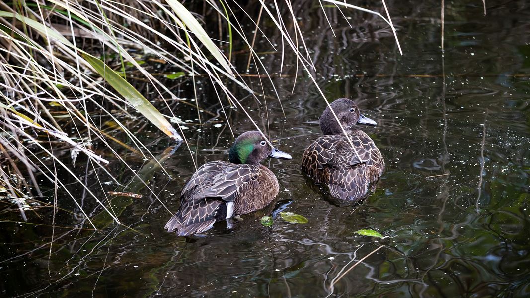 Pāteke pair in water. 