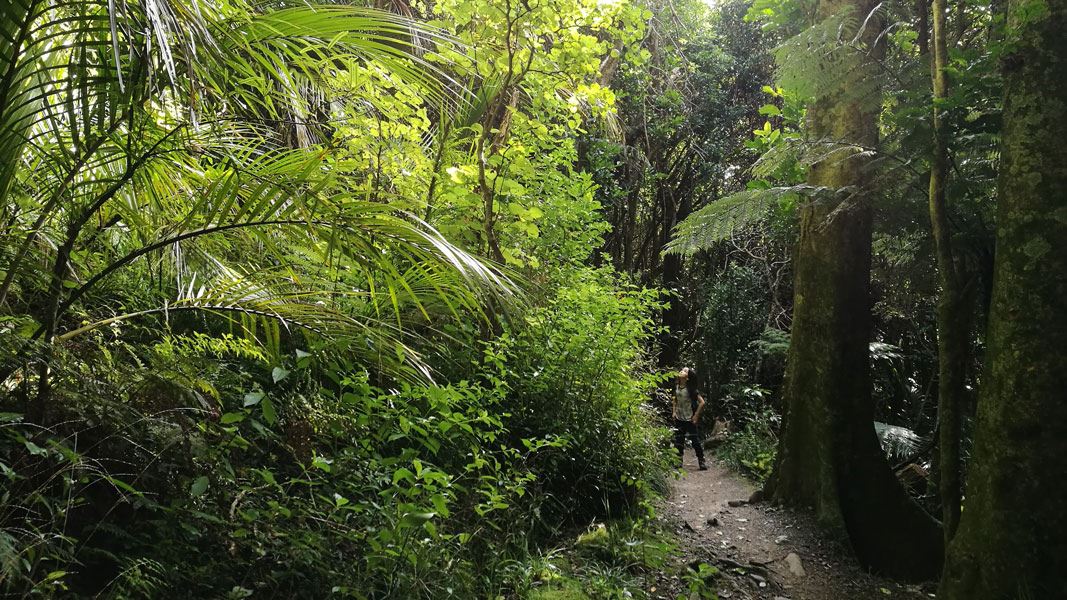 Admiring trees on the Kohekohe Walk. 