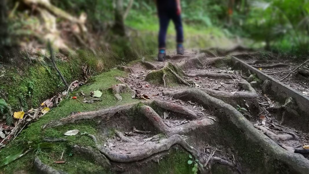 Tree roots on the Parata Track. 